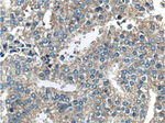 TSLP Antibody in Immunohistochemistry (Paraffin) (IHC (P))