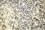 TSLP Antibody in Immunohistochemistry (Paraffin) (IHC (P))