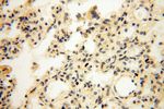 TSLP Antibody in Immunohistochemistry (Paraffin) (IHC (P))