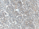 TSLP Antibody in Immunohistochemistry (Paraffin) (IHC (P))