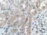 TSLP Antibody in Immunohistochemistry (Paraffin) (IHC (P))