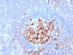 CD35/CR1 (Follicular Dendritic Cell Marker) Antibody in Immunohistochemistry (Paraffin) (IHC (P))