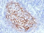 CD35/CR1 (Follicular Dendritic Cell Marker) Monoclonal Antibody (CR1/6385)