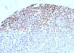 CD35/CR1 (Follicular Dendritic Cell Marker) Antibody in Immunohistochemistry (Paraffin) (IHC (P))