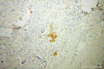GNG4 Antibody in Immunohistochemistry (Paraffin) (IHC (P))