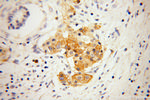 GNG4 Antibody in Immunohistochemistry (Paraffin) (IHC (P))