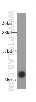 GNG4 Antibody in Western Blot (WB)