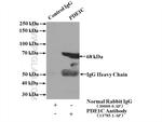 PDE1C Antibody in Immunoprecipitation (IP)