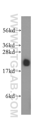 RAP2A Antibody in Western Blot (WB)