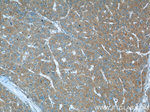 Radixin Antibody in Immunohistochemistry (Paraffin) (IHC (P))