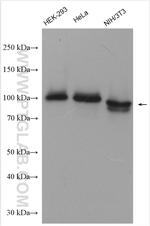 Spartin/SPG20 Antibody in Western Blot (WB)