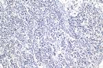 ELP2 Antibody in Immunohistochemistry (Paraffin) (IHC (P))