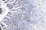 ELP2 Antibody in Immunohistochemistry (Paraffin) (IHC (P))