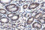 ELP2 Antibody in Immunohistochemistry (Paraffin) (IHC (P))