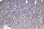 ELP2 Antibody in Immunohistochemistry (Paraffin) (IHC (P))