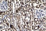 ELP2 Antibody in Immunohistochemistry (Paraffin) (IHC (P))