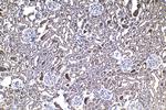 ELP2 Antibody in Immunohistochemistry (Paraffin) (IHC (P))