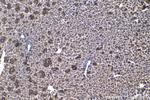 ELP2 Antibody in Immunohistochemistry (Paraffin) (IHC (P))