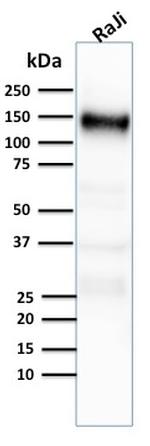 CD21 Antibody in Western Blot (WB)