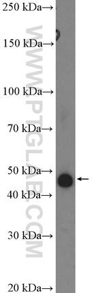 PAI-1 Antibody in Western Blot (WB)