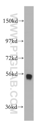 CORO2B Antibody in Western Blot (WB)