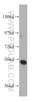 CORO2B Antibody in Western Blot (WB)