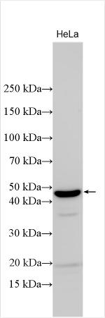 TSSK2 Antibody in Western Blot (WB)