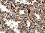 SEPT7 Antibody in Immunohistochemistry (Paraffin) (IHC (P))