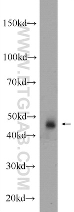 SEPT7 Antibody in Western Blot (WB)