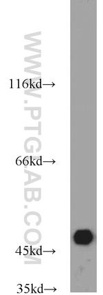 SEPT7 Antibody in Western Blot (WB)