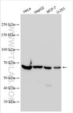 TKTL1 Antibody in Western Blot (WB)
