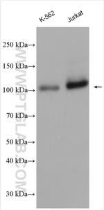 ARTS1 Antibody in Western Blot (WB)