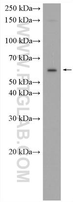 SLC7A6 Antibody in Western Blot (WB)