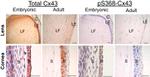 Connexin 43 Antibody in Immunohistochemistry (Paraffin) (IHC (P))