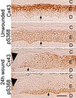 Connexin 43 Antibody in Immunohistochemistry (Paraffin) (IHC (P))
