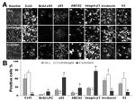 Connexin 43 Antibody in Immunohistochemistry (IHC)