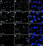 Connexin 43 Antibody in Immunocytochemistry (ICC/IF)