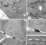 Connexin 43 Antibody in Immunohistochemistry (IHC)