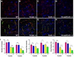 Connexin 43 Antibody in Immunohistochemistry (IHC)