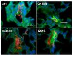 Connexin 43 Antibody in Immunocytochemistry (ICC/IF)