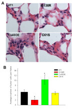 Connexin 43 Antibody in Immunohistochemistry (IHC)