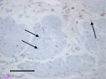 Connexin 43 Antibody in Immunohistochemistry (Frozen) (IHC (F))