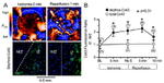 Connexin 43 Antibody in Immunocytochemistry (ICC/IF)