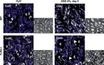 Connexin 43 Antibody in Immunocytochemistry (ICC/IF)