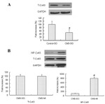 Connexin 43 Antibody in Western Blot (WB)