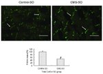 Connexin 43 Antibody in Immunocytochemistry (ICC/IF)