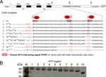 Connexin 43 Antibody in Western Blot (WB)