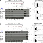 Connexin 43 Antibody in Western Blot, Immunoprecipitation (WB, IP)