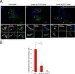 Connexin 43 Antibody in Immunocytochemistry (ICC/IF)
