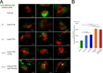 Connexin 43 Antibody in Immunocytochemistry (ICC/IF)